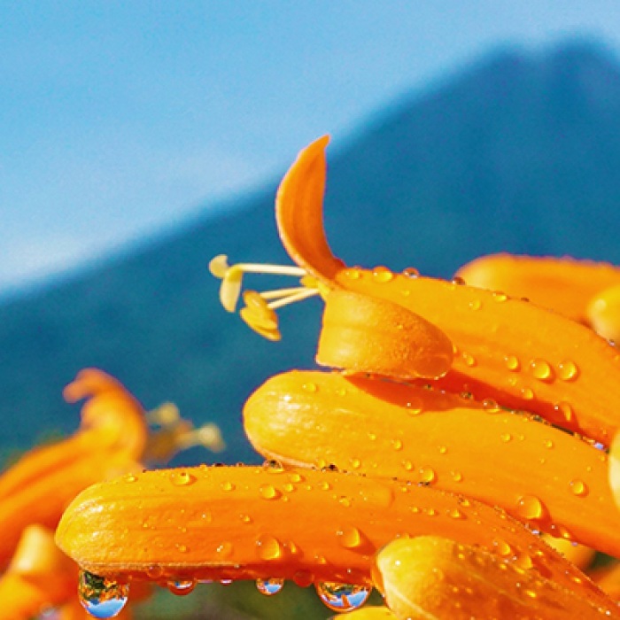 Orange flower with raindrops and mountain background.