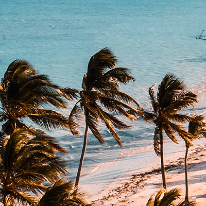 Dominican Republic palm trees on beach with wind blowing through leaves