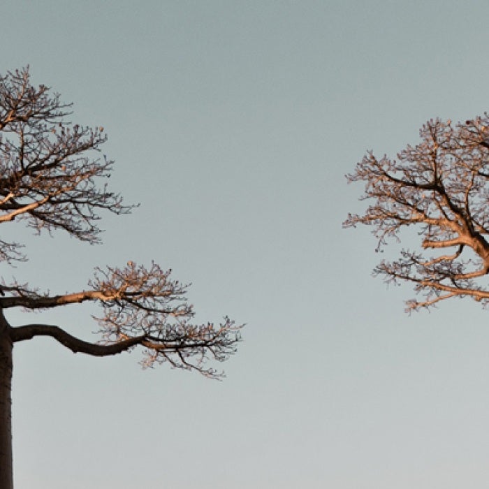 Madagascar native baobab trees and clear gray sky