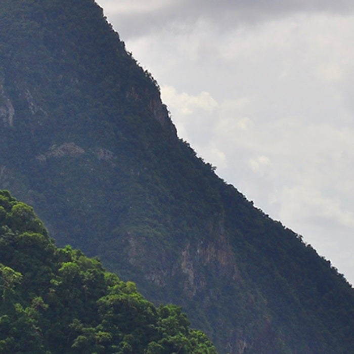 Saint Lucia trees on mountain