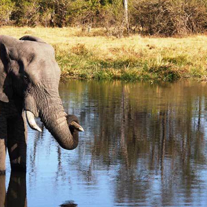 An elephant taking a bath in a body of water.