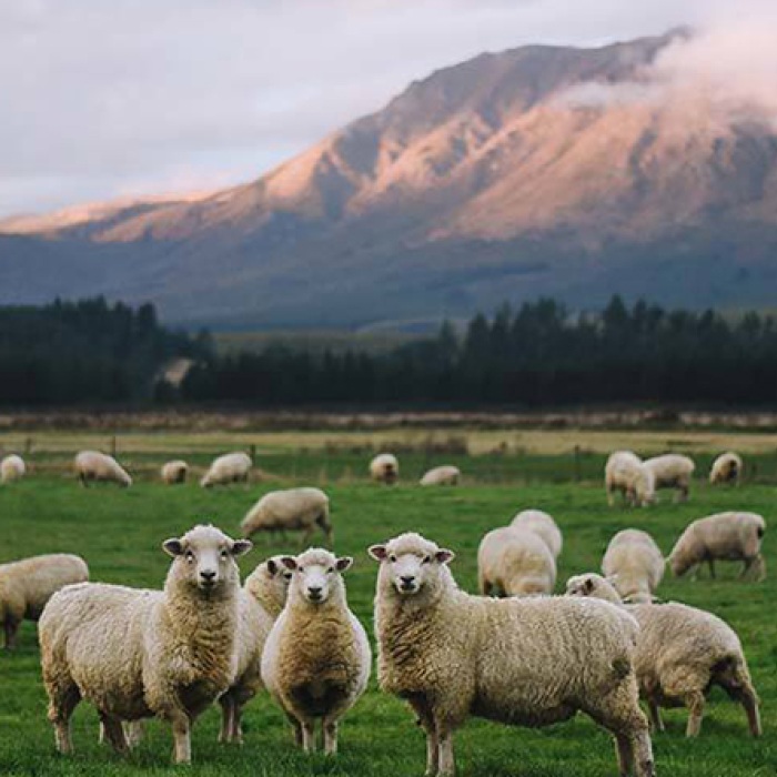 A flock of sheep graze in front of a mountain range.