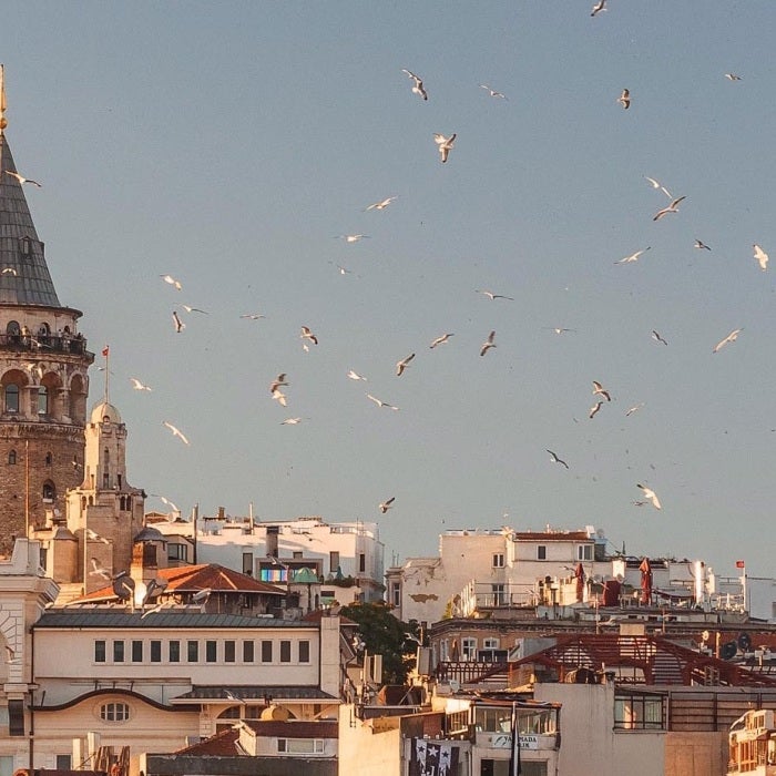 aerial view of buildings and flying birds