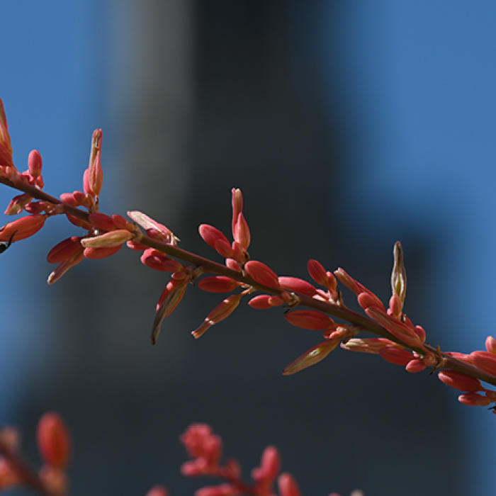 image of close up of branch with pink flower buds and bee with blue sky and UT tower faded in the background