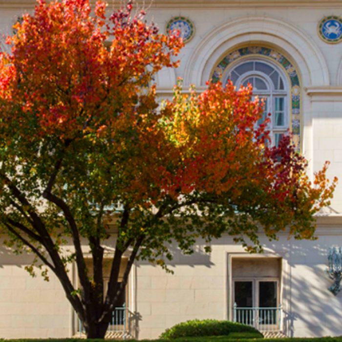 tree with colorful foliage in front of UT building 
