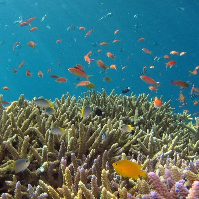 multi-colored corals are shown with several varieties of fish