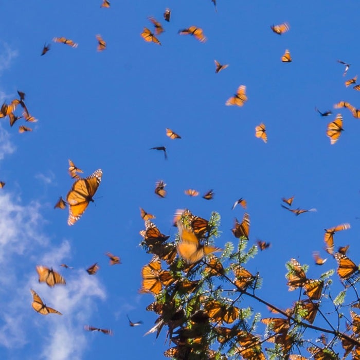 Hundreds of monarch butterflies migrate