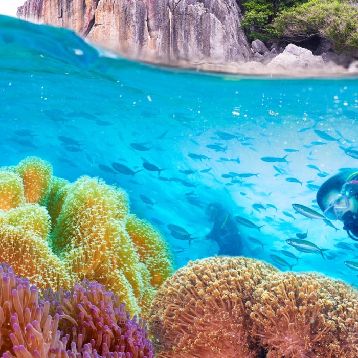 a female diver explores a coral reef, beautiful corals are in the foreground and fish are swimming all around