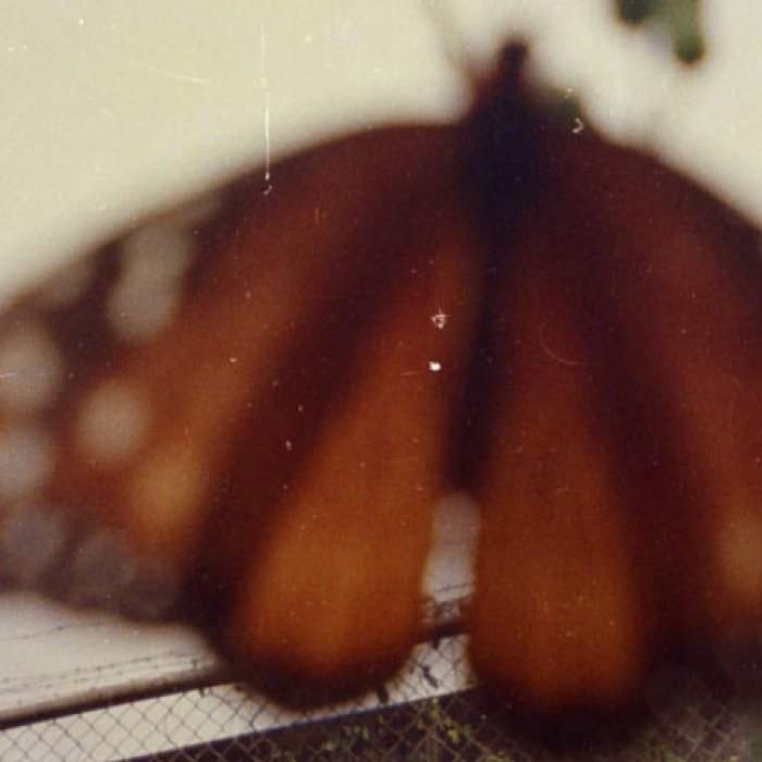 An orange butterfly is slightly fuzzy