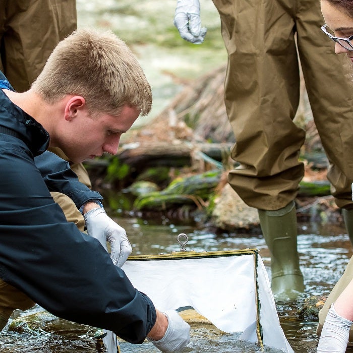 students engaging in field work capturing stream life in a net for sampling