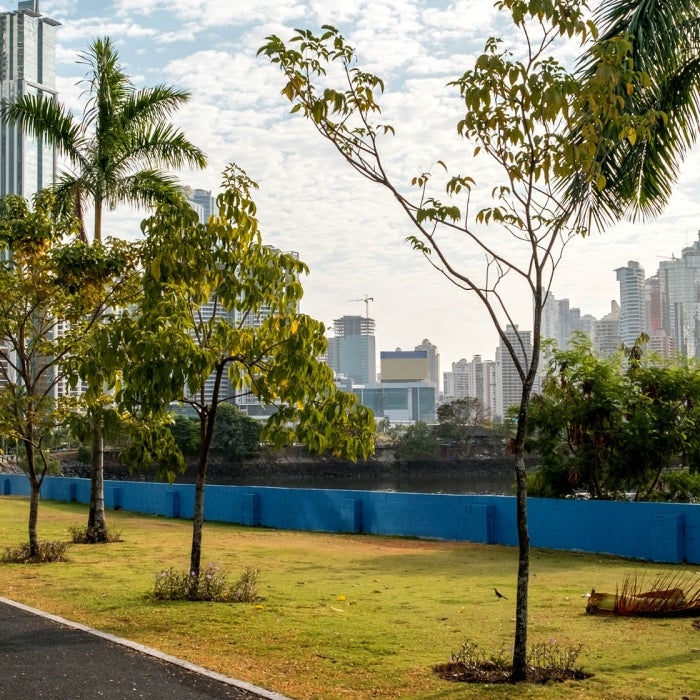 A view of the Panama City skyline looking down a palm tree lined road