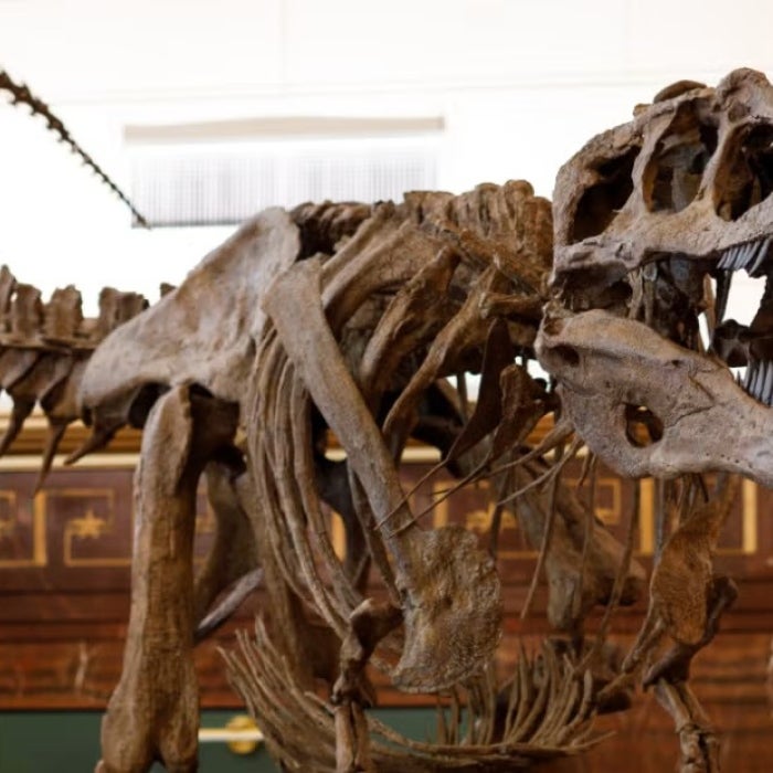 T-Rex Display from the Texas Science & Natural History Museum