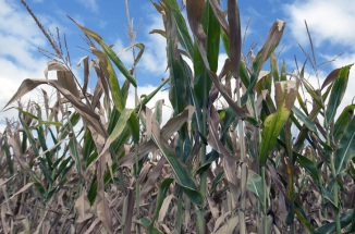Cornfield withered by drought