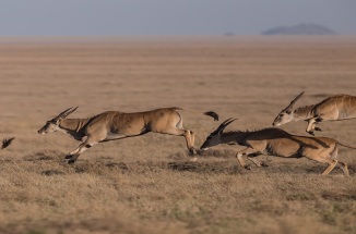 Gazelles sprint through the landscape