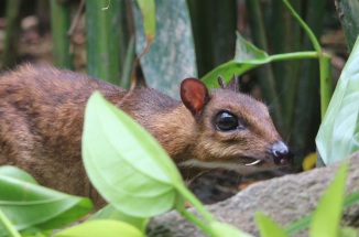 A Javanese mouse deer crouches in leaves