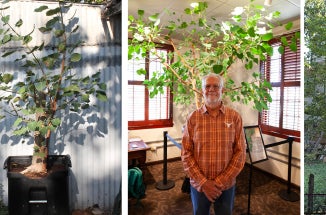 Residing in the Presidential Lounge on the third floor of University Unions, a Bodhi tree commemorates the campus visit of Tenzin Gyatso, the 14th Dalai Lama, who delivered remarks to a crowd of 12,000 at the Frank Erwin Center on September 20, 2005.  