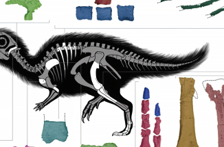 dinosaur x-ray