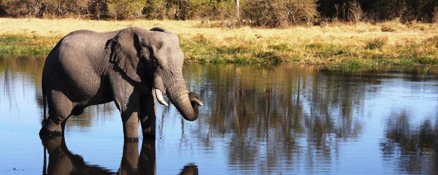 An elephant wades through shallow water.