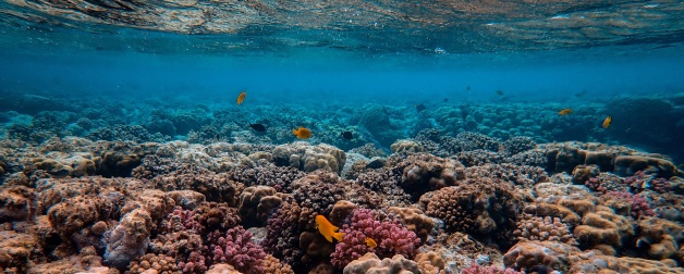 light from the surface dances across a shallow coral reef with orange fish