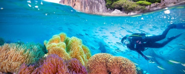 a female diver explores a coral reef, beautiful corals are in the foreground and fish are swimming all around