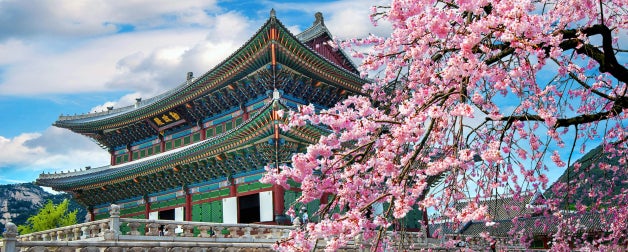 Cherry blossoms beside ancient colorful and decorative asian architecture in spring in Seoul, South Korea
