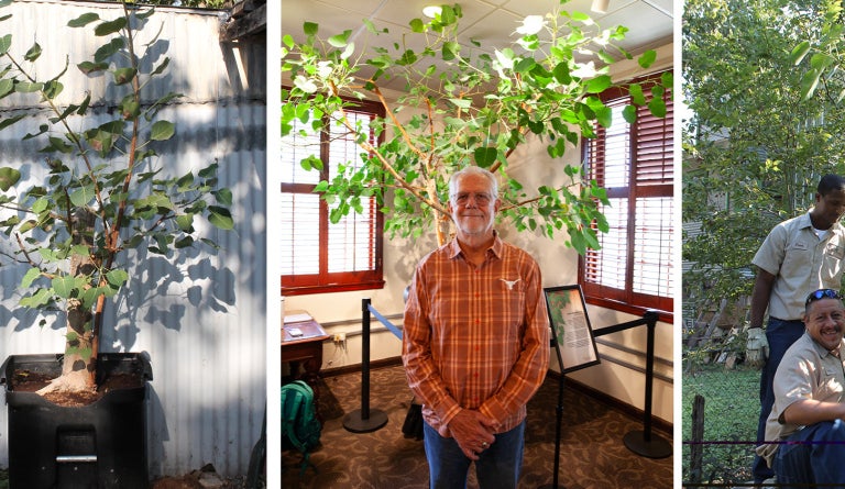 Residing in the Presidential Lounge on the third floor of University Unions, a Bodhi tree commemorates the campus visit of Tenzin Gyatso, the 14th Dalai Lama, who delivered remarks to a crowd of 12,000 at the Frank Erwin Center on September 20, 2005.  