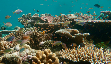 Fish swim in aqua-blue water above coral reef. 