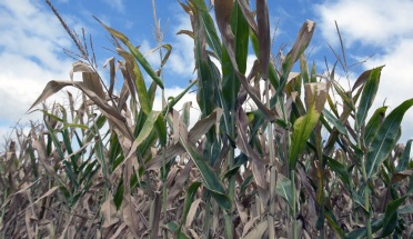 Cornfield withered by drought