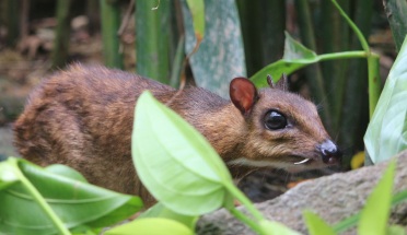 A Javanese mouse deer crouches in leaves