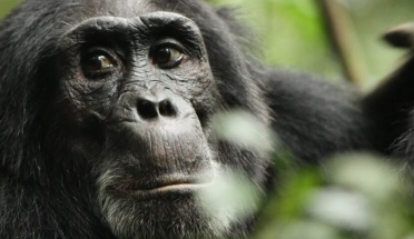 A chimpanzee looks at the camera from behind a tree branch