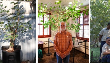 Residing in the Presidential Lounge on the third floor of University Unions, a Bodhi tree commemorates the campus visit of Tenzin Gyatso, the 14th Dalai Lama, who delivered remarks to a crowd of 12,000 at the Frank Erwin Center on September 20, 2005.  