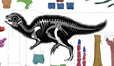 dinosaur x-ray