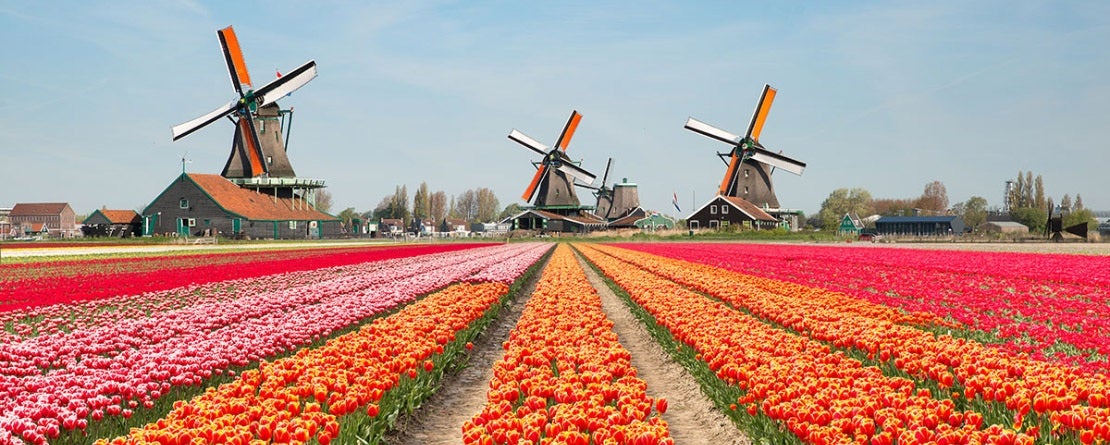 beautiful rows of colorful spring flowers lead towards windmills in this image of Dutch flower farms