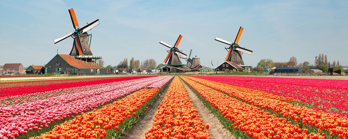 beautiful rows of colorful spring flowers lead towards windmills in this image of Dutch flower farms