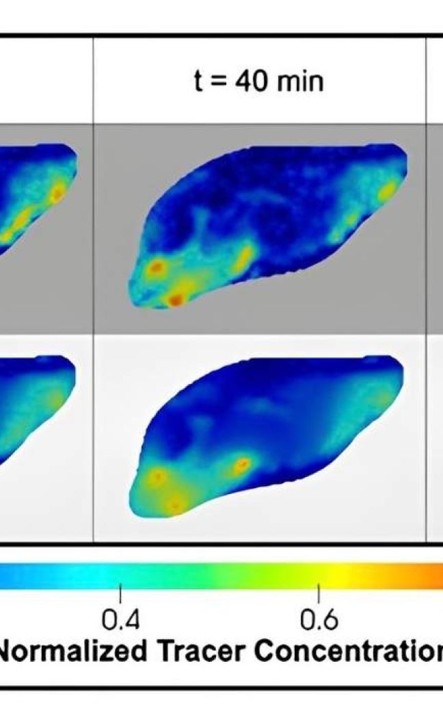 Blue and green blobs indicate MRI results tested on a mouse brain