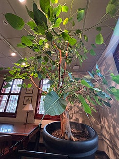 Residing in the Presidential Lounge on the third floor of University Unions, a Bodhi tree commemorates the campus visit of Tenzin Gyatso, the 14th Dalai Lama, who delivered remarks to a crowd of 12,000 at the Frank Erwin Center on September 20, 2005.&nbsp;