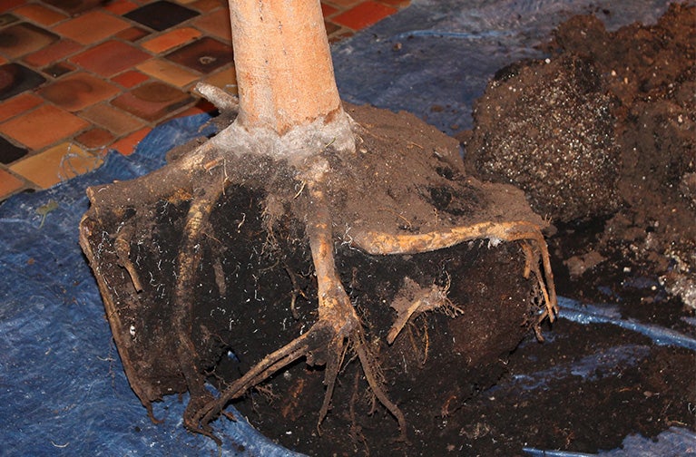 The day after the Dalai Lama spoke at the Frank Erwin Center, His Holiness stood alongside Mahajan, Smith, Richard Lariviere, then-Dean of the College of Liberal Arts, students, family, friends and “good-hearted donors,” as he concluded his two-day visit with a blessing of the tree.