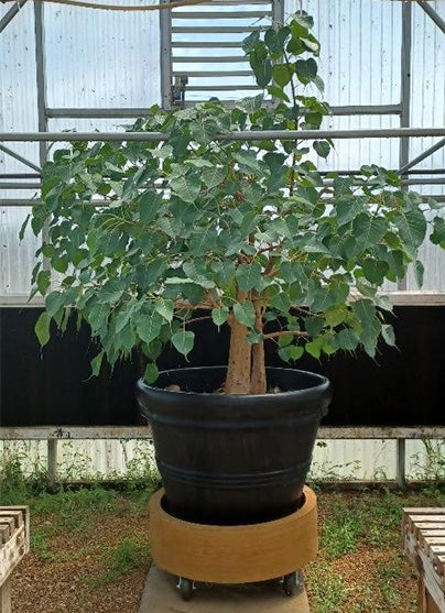 Contributors to the Bodhi tree’s cause branch out across a multidisciplinary group of Longhorns from all corners of campus, creating what Moddrell describes as a cross-cultural experience that connects with new students every day.&nbsp; 