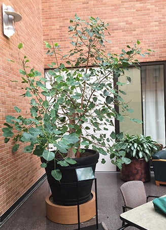 Susie Brown, then-associate dean at the McCombs School of Business, welcomed the Bodhi tree into their atrium in 2017, which was short-lived due to the UV filter in the business school’s skylights. The tree also spent time at the Pickle Research Center greenhouse before making its long-awaited return to the Union in 2023.&nbsp;