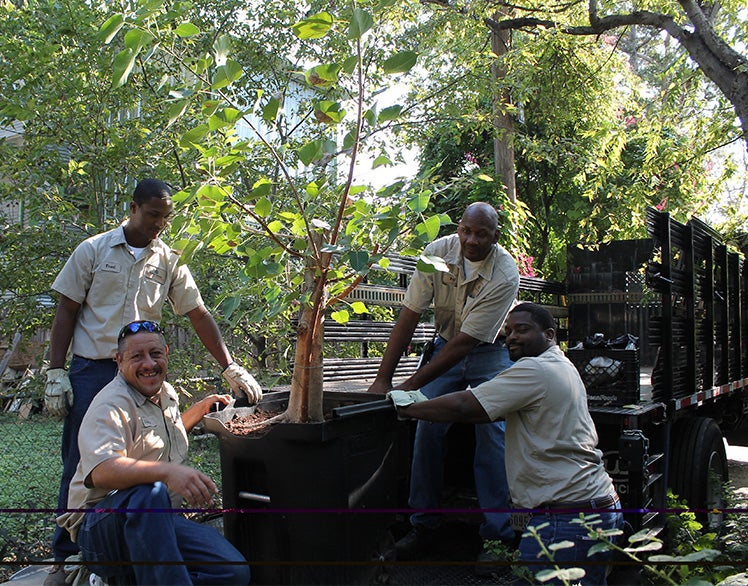 The tree’s journey back to health required heroic acts and serendipitous connections across campus, including multiple relocation efforts, the pro bono services of local “tree whisperer” and longtime UT staff member Robert Moddrell, plus a dedicated community of Longhorn and extensive efforts from Landscape Services, including Ty Kasey, who have all helped nurture it throughout the last two decades.