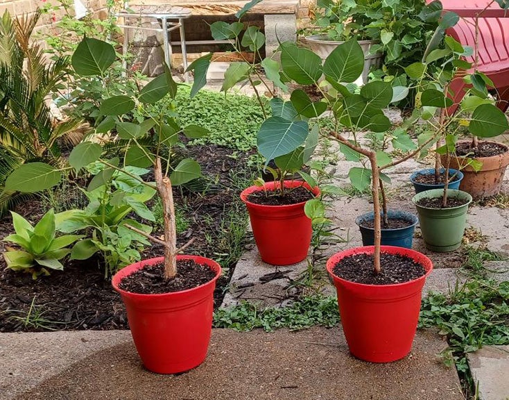 It has even provided numerous cuttings, including one to Mahajan’s daughter and another to his daughter-in-law. Moddrell gifted one to Ben Reid, facilities manager of Bauer House, the official home of the Chancellor of The University of Texas System. From Moddrell’s gift, Reid made another two cuttings, both of which currently reside in Bauer House. 