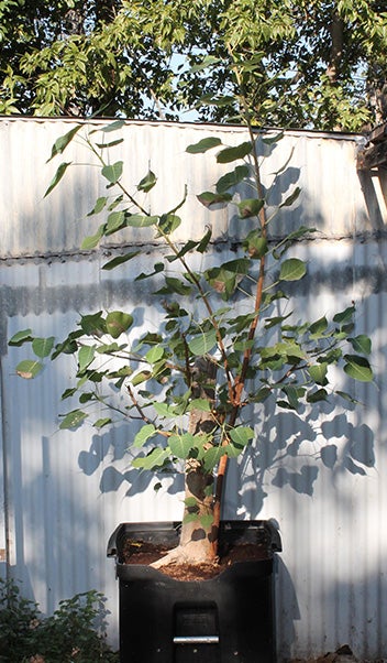   The tree arrived at Moddrell’s residence in a rolling trash bin with the help of UT’s Facility Services team.     “We needed a way to move a 400-pound item in and out of the garage, and that did the trick,” Moddrell said.     His morning routine included a prayer with the tree followed by meditation. Heating and lighting both posed a “bit of a problem” when winter arrived, he still admits. 