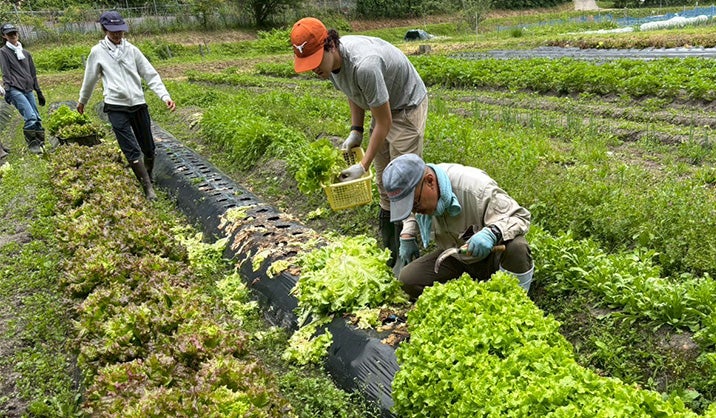   In Kyoto and remote areas across Japan, recent graduate Julian Vaca (B.A. ’26) spent 11 months of his junior year volunteering alongside rice and vegetable farmers, supporting local revitalization efforts, and traveling to small towns where local leaders worked to sustain rural economies.   